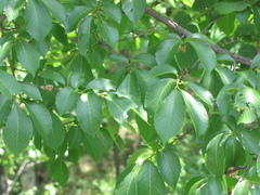 Ulmus davidiana