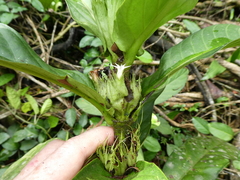 Bertiera fimbriata