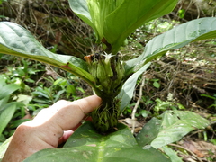 Bertiera fimbriata