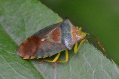 Acanthosoma denticaudum