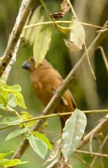 Cyanoloxia cyanoides