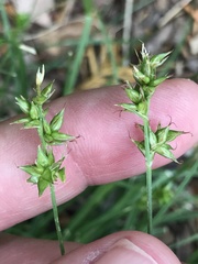Carex spicata