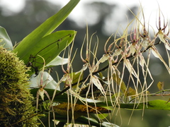 Brassia arcuigera