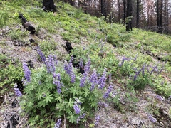 Lupinus onustus