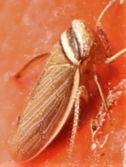Pendarus magnus