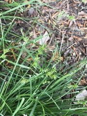 Carex spicata