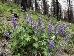 Lupinus onustus