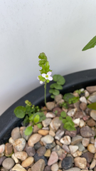 Magnoliopsida