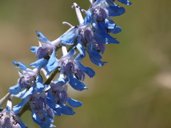 Delphinium carolinianum virescens