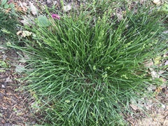 Carex spicata