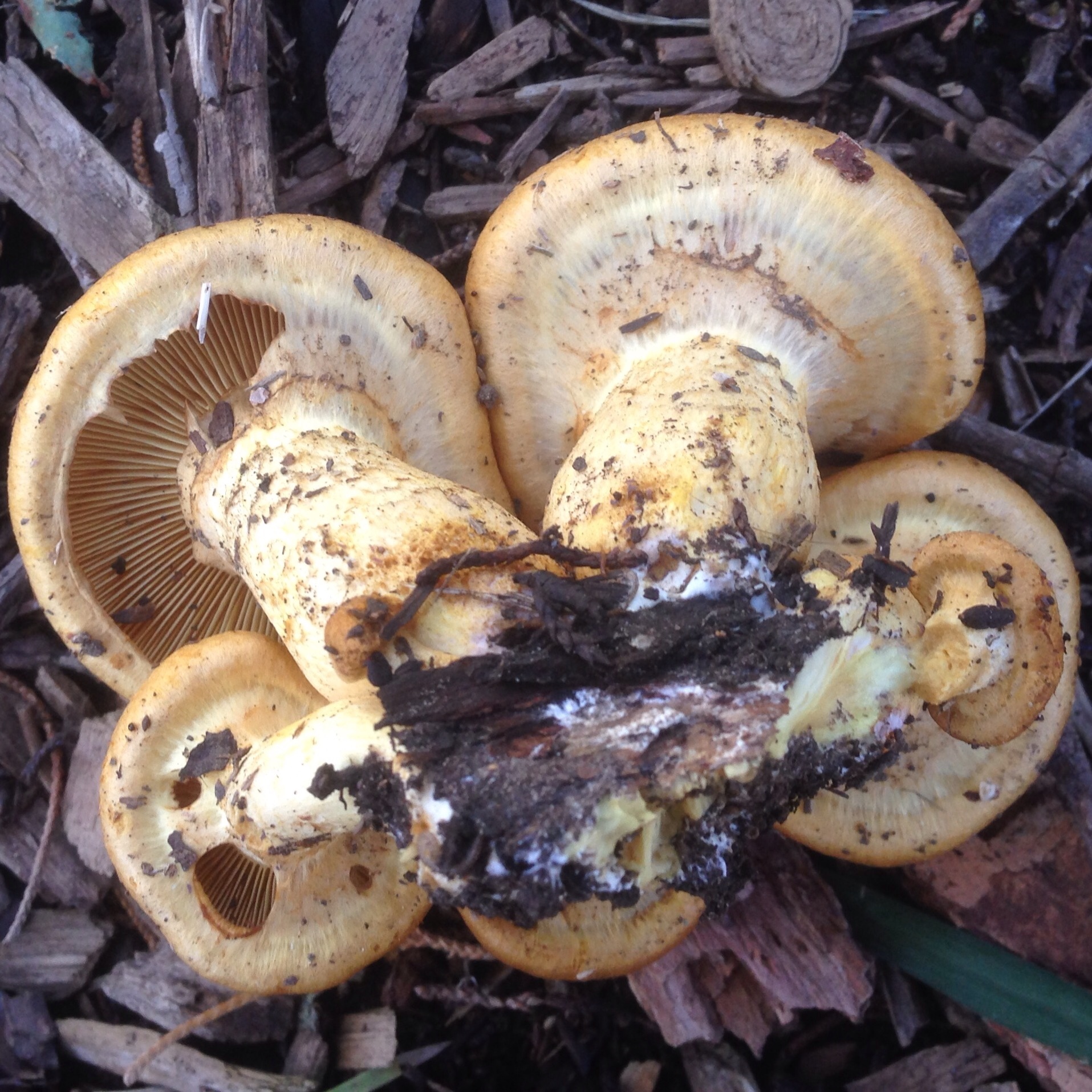 Gymnopilus junonius image
