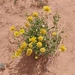 Western Blanketflower - Photo (c) Rusty, some rights reserved (CC BY), uploaded by Rusty
