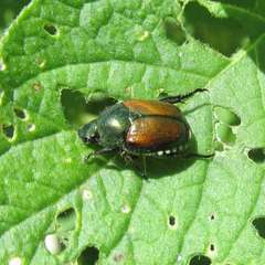 Popillia japonica