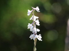 Delphinium carolinianum virescens