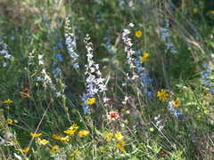 Delphinium carolinianum virescens