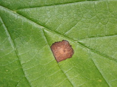 Phyllosticta hamamelidis