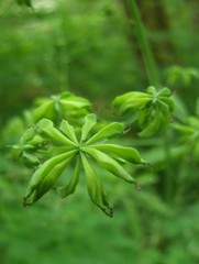 Thalictrum fendleri polycarpum