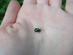 Chrysolina fastuosa