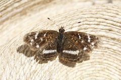 Anthanassa argentea