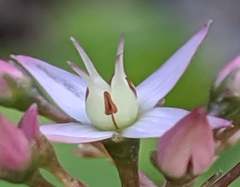 Crassula multicava multicava