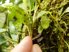 Stelis morganii