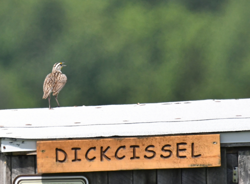 Eastern Meadowlark