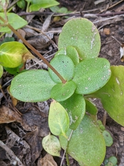 Crassula multicava multicava