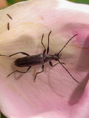 Grammoptera subargentata