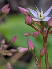 Crassula multicava multicava