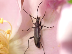 Grammoptera subargentata