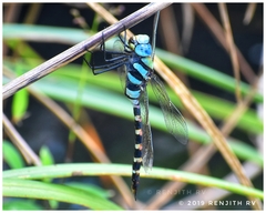 Anax immaculifrons