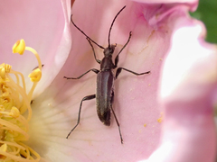 Grammoptera subargentata