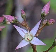 Crassula multicava multicava