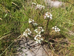 Triphysaria versicolor