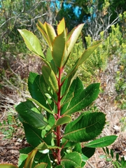 Arbutus unedo