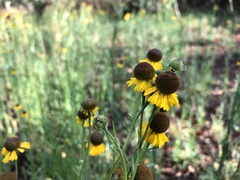 Helenium mexicanum
