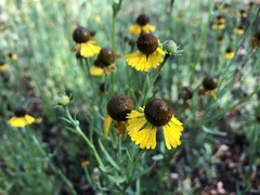 Helenium mexicanum
