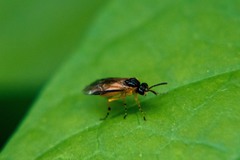 Athalia cordata