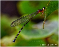 Indosticta deccanensis