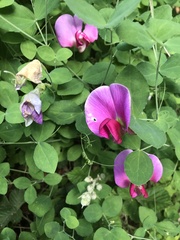 Lathyrus grandiflorus