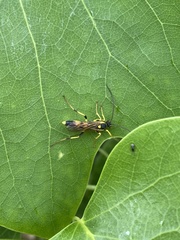 Ichneumon xanthorius