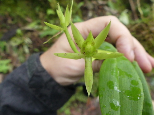 Epidendrum brachystele Schltr.