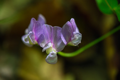 Lathyrus laxiflorus