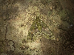 Tympanota perophora
