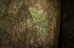 Aeolochroma viridicata