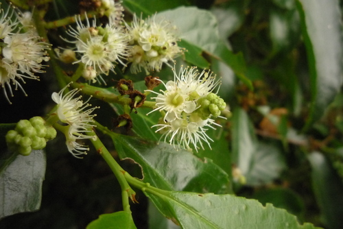 Laurocerasus zippeliana iNat (1)