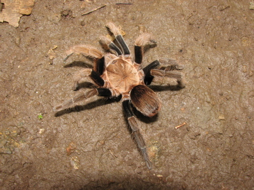 Los Tuxtlas Tarantula