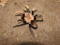 Crassicrus tochtli