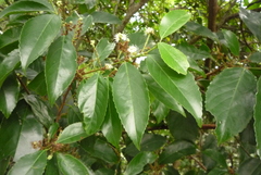 Prunus zippeliana