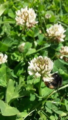 Bombus lapidarius